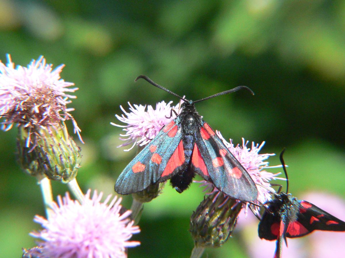 Zygaena flipendulae ?